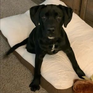 Meet your Posher, Cody